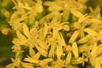 Woody goldenrod